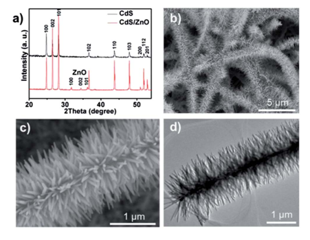 原位透射電子顯微鏡光學-光電測量系統應用案例(圖1) 圖1:(a)CdS納米帶與CdS/ZnO樹枝狀異質結的XRD峰對比。(b)低倍數SEM下觀測到的CdS/ZnO樹枝狀異質結。(c)(d)分別對應SEM和TEM下觀測到的CdS/ZnO樹枝狀異質結。