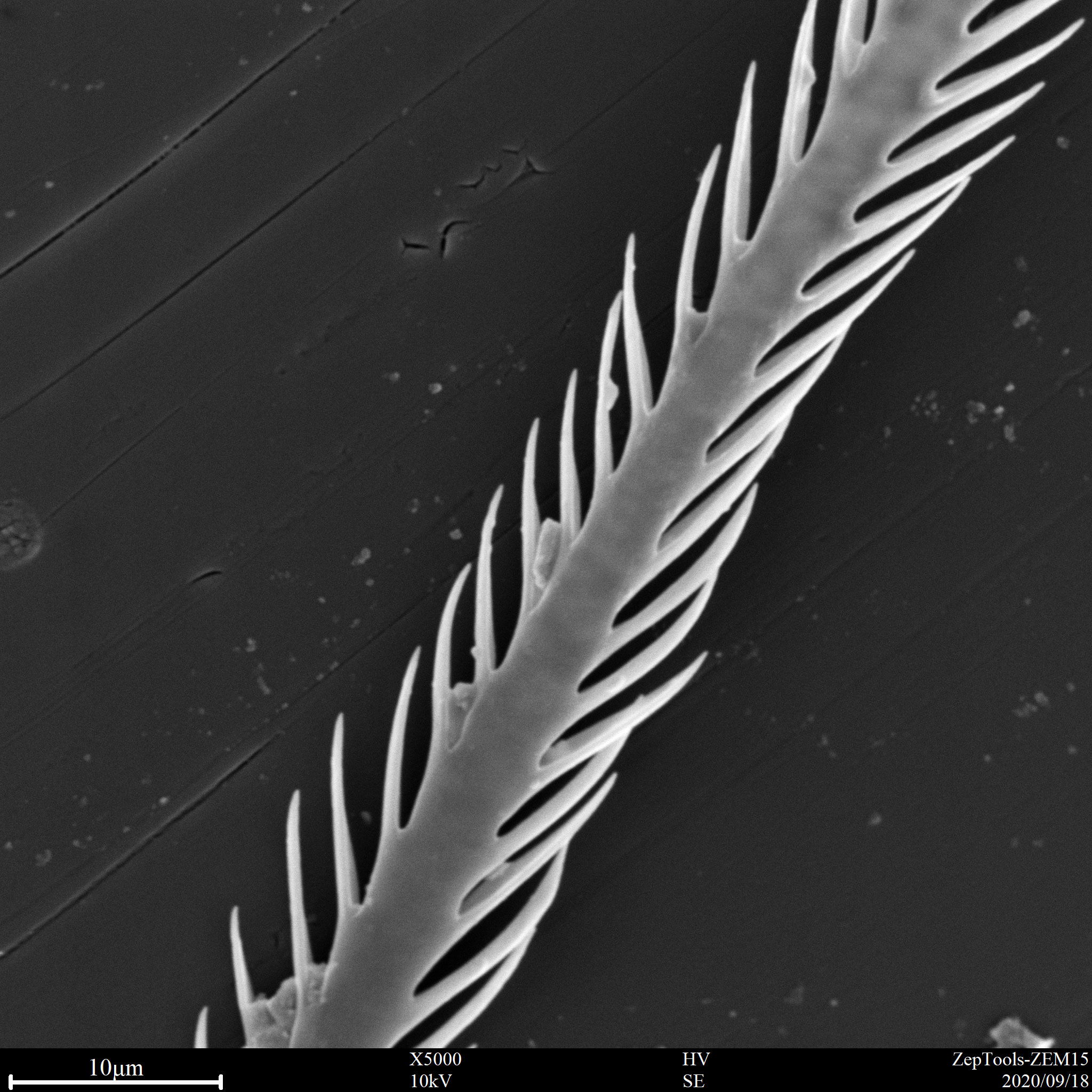 臺(tái)式掃描電鏡下植物樣品(會(huì)議現(xiàn)場(chǎng)拍攝) 臺(tái)式掃描電鏡下植物樣品(會(huì)議現(xiàn)場(chǎng)拍攝)