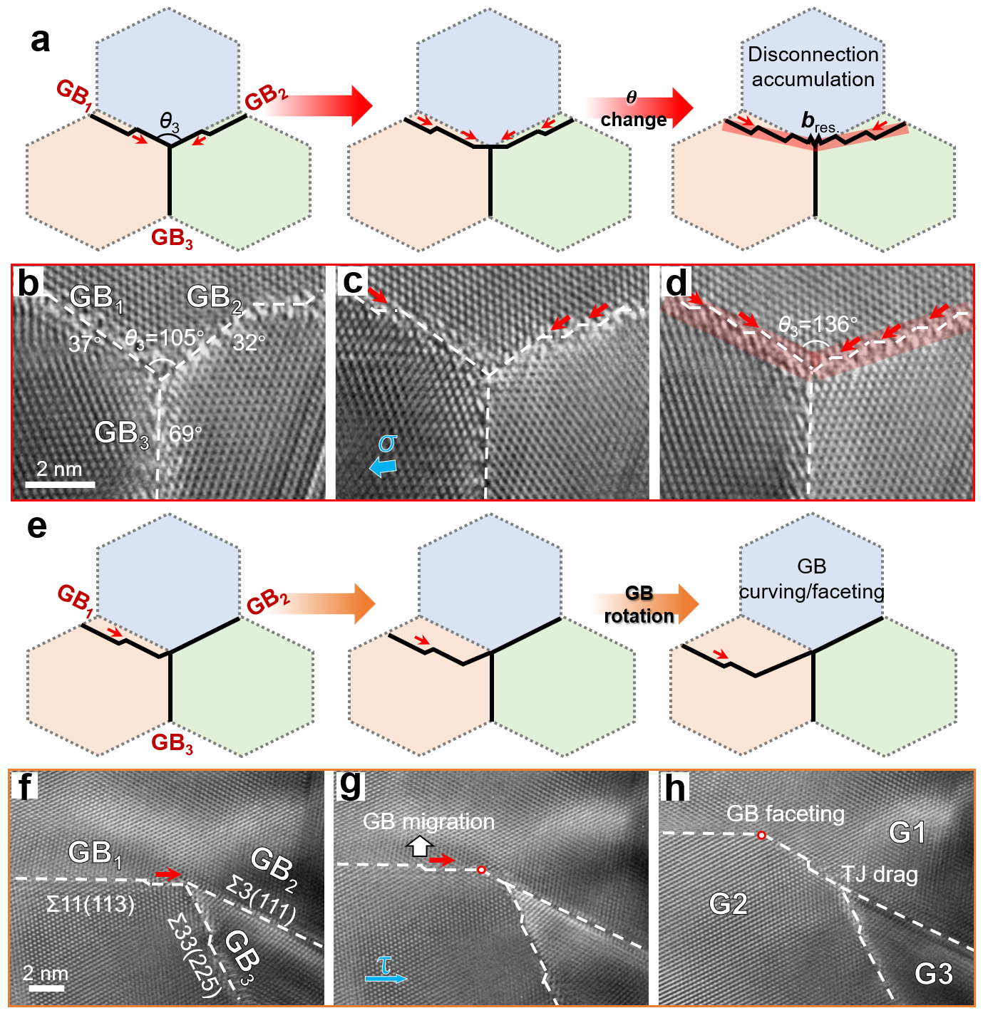 失配位錯介導(dǎo)的TJ形貌轉(zhuǎn)變 失配位錯介導(dǎo)的TJ形貌轉(zhuǎn)變