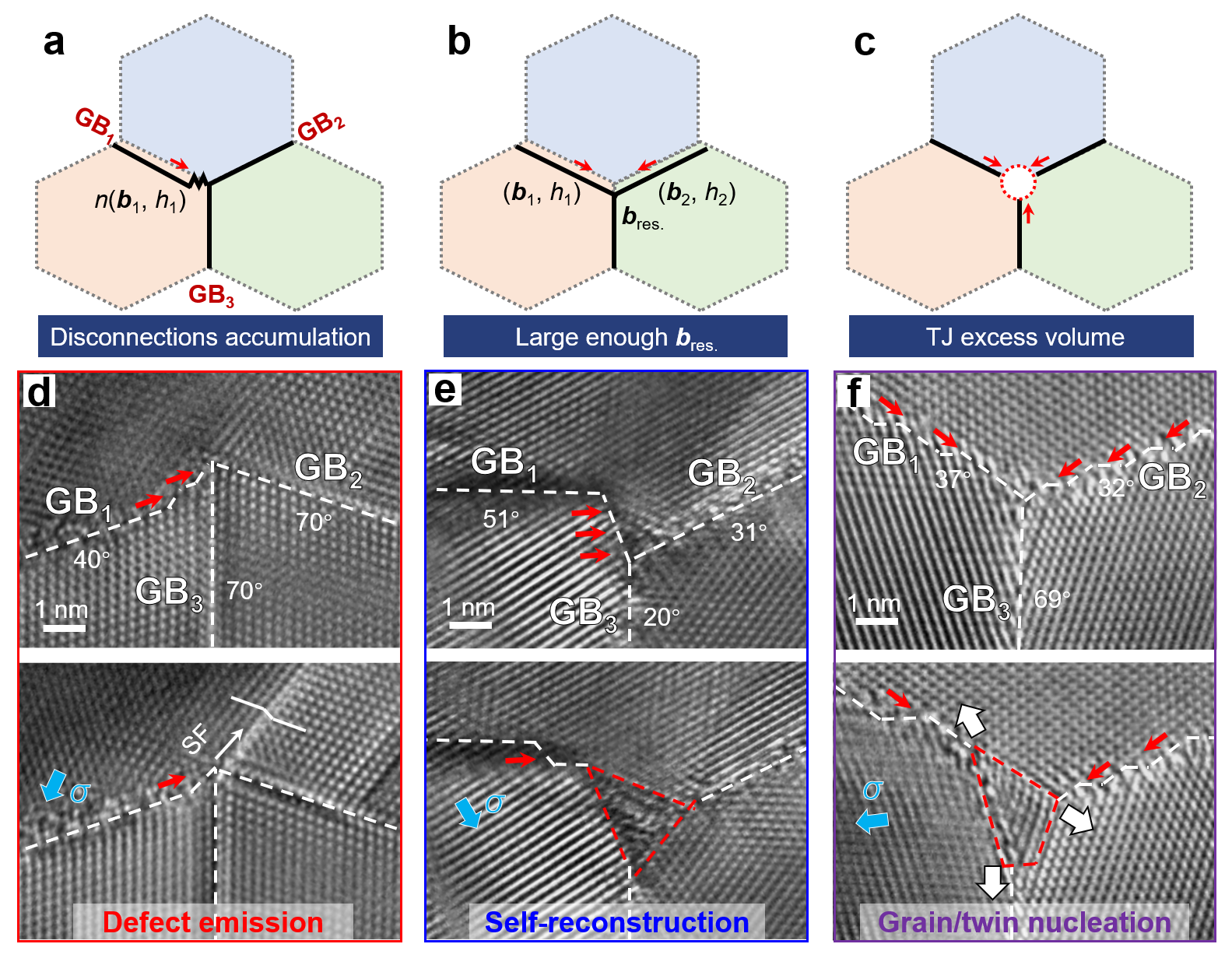 失配位錯介導(dǎo)的TJ動力學(xué)非保守模式 失配位錯介導(dǎo)的TJ動力學(xué)非保守模式