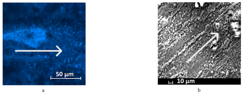 澤攸科技ZEM系列掃描電鏡