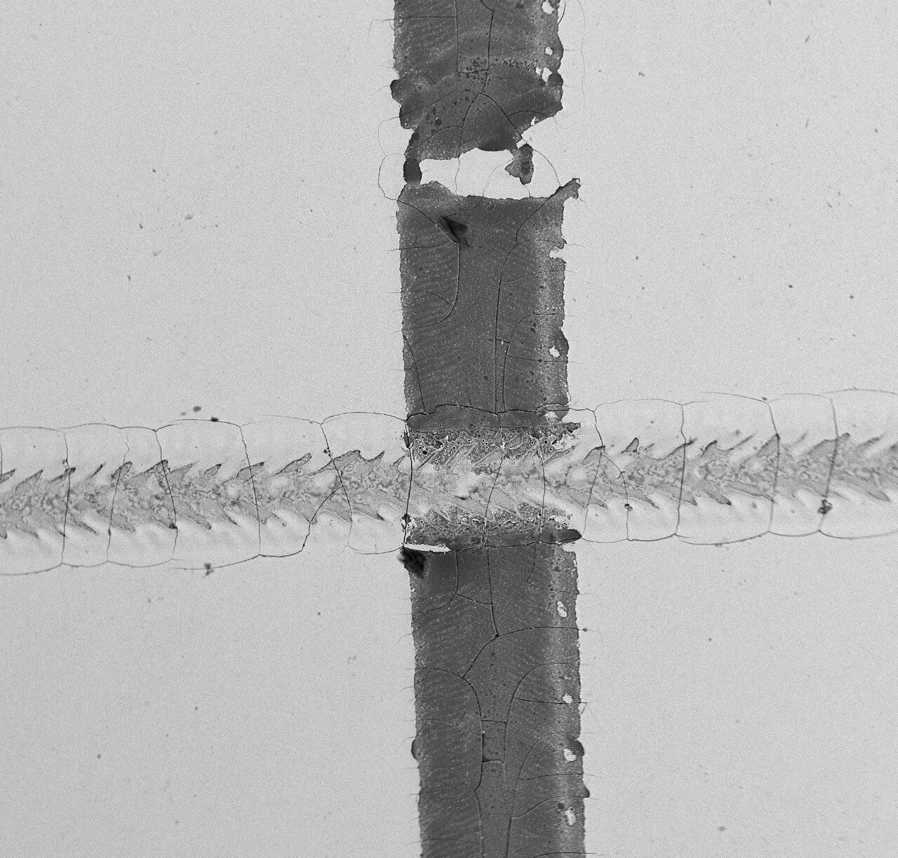 澤攸科技 澤攸科技