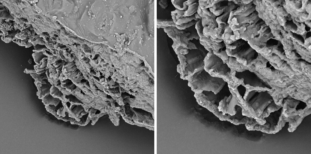 掃描電鏡 掃描電鏡