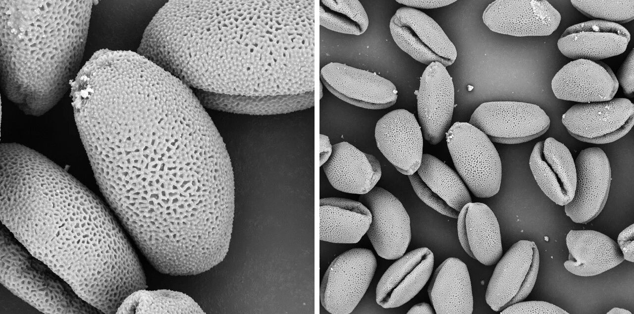 掃描電鏡 掃描電鏡