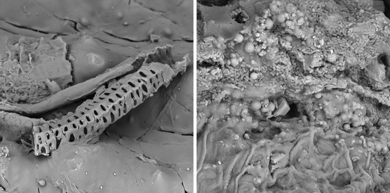 掃描電鏡 掃描電鏡