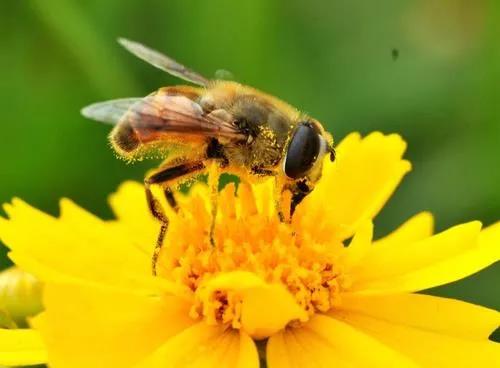 ZEM15臺式掃描電鏡帶你看世界——掃描電鏡下的蜜蜂(圖1) 臺式掃描電鏡觀察蜜蜂