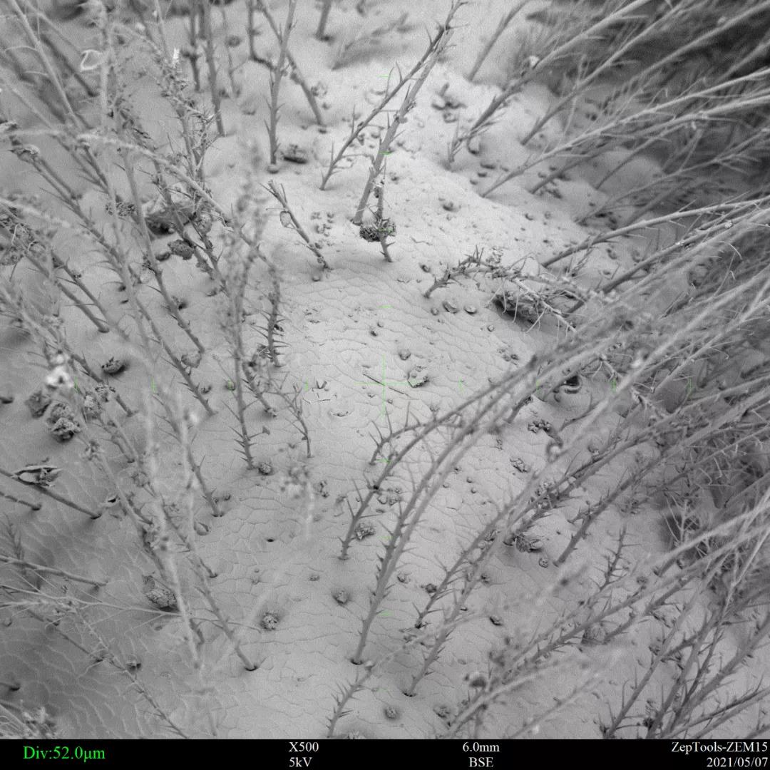 掃描電鏡觀察蜜蜂身上的毛 掃描電鏡觀察蜜蜂身上的毛