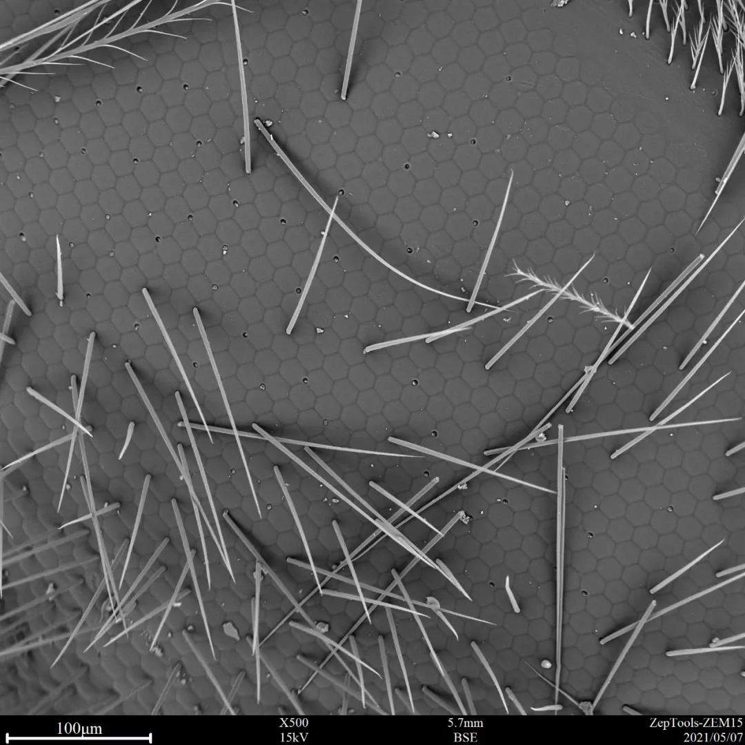 掃描電鏡觀察蜜蜂的復眼 掃描電鏡觀察蜜蜂的復眼